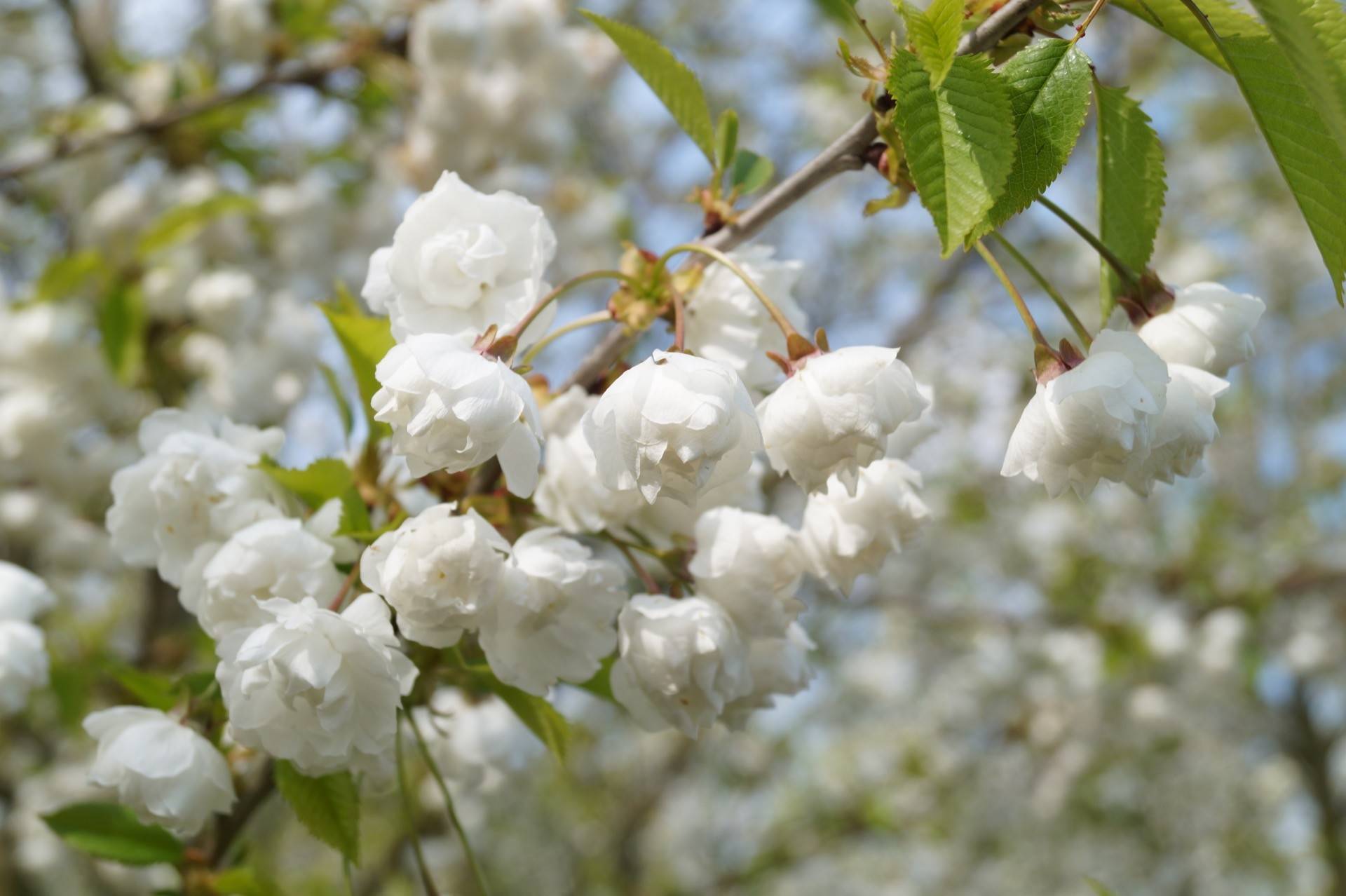 Prunus avium Plena_02